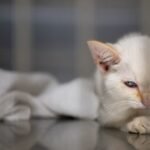 Cat owners are spending more and boosting pet retailers