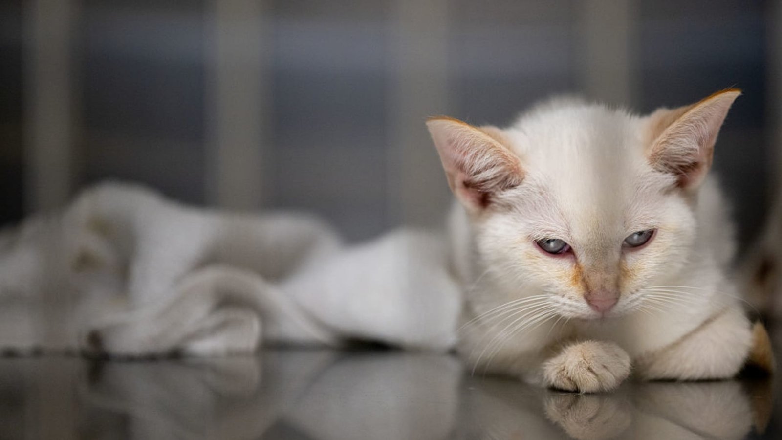 Cat owners are spending more and boosting pet retailers Cat owners are spending more and boosting pet retailers